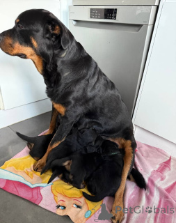 Zdjęcie №3. Zdrowe szczenięta rottweilera gotowe na kochające domy. Biznesowy WhatsApp. Litwa
