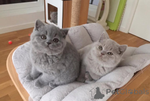 Zdjęcie №1. kot brytyjski krótkowłosy - na sprzedaż w Helsinki | 1913zł | Zapowiedź № 174428