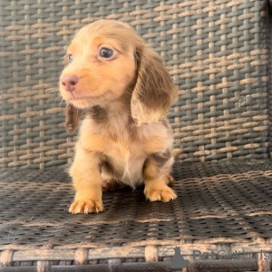 Zdjęcie №2. Produkty dla zwierząt w USA. Price - negocjowane. Zapowiedź № 149296