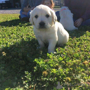 Zdjęcie №1. golden retriever - na sprzedaż w Sydnej | 1981zł | Zapowiedź №55325