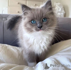 Zdjęcie №2 do zapowiedźy № 156413 na sprzedaż  ragdoll - wkupić się Włochy hodowca