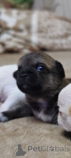 Zdjęcie №1. chihuahua (rasa psów) - na sprzedaż w Lipieck | 361zł | Zapowiedź №147270