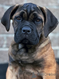 Zdjęcie №2 do zapowiedźy № 158763 na sprzedaż  cane corso - wkupić się Niemcy hodowca