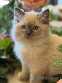 Zdjęcie №3. Jasna, odważna i piękna Ruby świeci, gdziekolwiek się pojawi.. Holandia