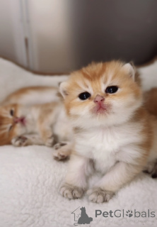 Zdjęcie №1. kot brytyjski krótkowłosy - na sprzedaż w Praga | 4066zł | Zapowiedź № 151264