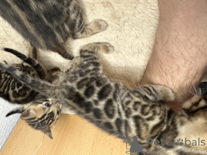 Zdjęcie №3. Wspaniałe kocięta bengalskie Şık bengalski yavru kedileri. Turcja