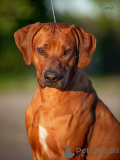 Zdjęcie №4. Sprzedam rhodesian ridgeback w Ryga. od żłobka - cena - 7175zł
