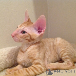 Zdjęcie №1. kot cornish rex - na sprzedaż w Neumen | negocjowane | Zapowiedź № 173134
