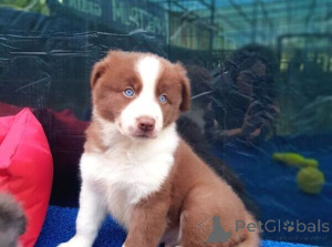 Zdjęcie №1. border collie - na sprzedaż w Øsløs | negocjowane | Zapowiedź №170291