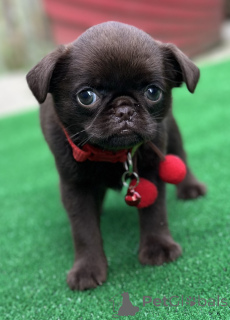 Zdjęcie №3. Ekskluzywny Brussel Griffon. Serbia