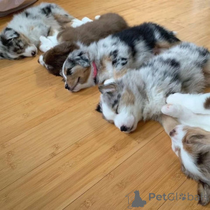 Zdjęcie №3. Szczenięta owczarka australijskiego do adopcji.. Niemcy