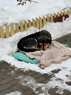 Zdjęcie №1. pies nierasowy - na sprzedaż w Mińsk | Bezpłatny | Zapowiedź №165753