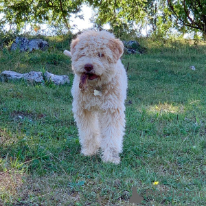 Zdjęcie №2 do zapowiedźy № 159188 na sprzedaż  lagotto romagnolo - wkupić się Niemcy hodowca
