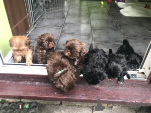 Zdjęcie №2 do zapowiedźy № 168437 na sprzedaż  shih tzu - wkupić się Szwecja prywatne ogłoszenie, hodowca