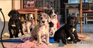 Zdjęcie №4. Sprzedam dog niemiecki w Valeovo.  - cena - negocjowane