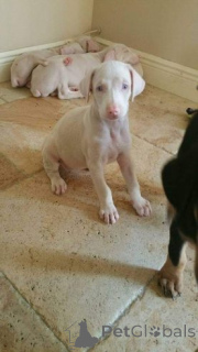 Zdjęcie №1. doberman - na sprzedaż w Puerto Princesa | negocjowane | Zapowiedź №159844