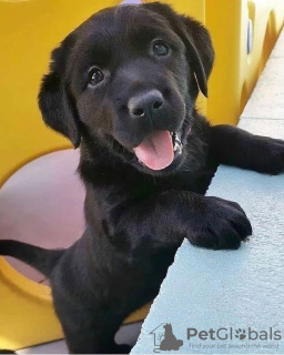 Zdjęcie №1. labrador retriever - na sprzedaż w Hamar | Bezpłatny | Zapowiedź №95975