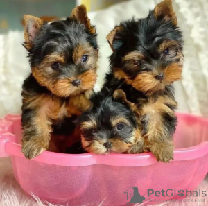 Zdjęcie №1. yorkshire terrier - na sprzedaż w Франкфурт-на-Майне | negocjowane | Zapowiedź №73995