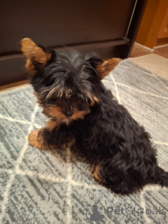 Zdjęcie №4. Sprzedam yorkshire terrier biewer, yorkshire terrier w Ryga. prywatne ogłoszenie, od żłobka, hodowca - cena - 2870zł