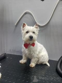 Zdjęcie №4. Sprzedam west highland white terrier w Leeds. prywatne ogłoszenie - cena - negocjowane