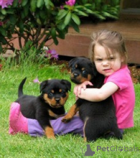 Zdjęcie №1. rottweiler - na sprzedaż w Monaco | negocjowane | Zapowiedź №176177
