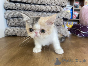 Zdjęcie №4. Sprzedam kot egzotyczny w Helsinki.  - cena - Bezpłatny