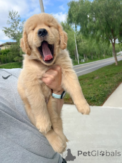 Zdjęcie №1. golden retriever - na sprzedaż w Kolonia | negocjowane | Zapowiedź №158048