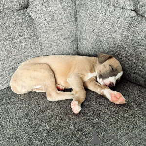 Zdjęcie №3. Grazioso cucciolo di Whippet gentile, giocoso e pronto a trovare una casa. Niemcy