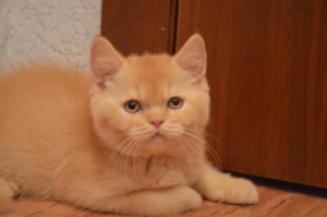 Zdjęcie №1. kot brytyjski krótkowłosy - na sprzedaż w Petersburg | Negocjowane | Zapowiedź № 2327