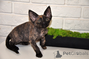 Zdjęcie №1. devon rex - na sprzedaż w Germersheim | 1674zł | Zapowiedź № 148351