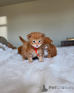 Zdjęcie №2 do zapowiedźy № 150609 na sprzedaż  maine coon - wkupić się Niemcy ze schronu, hodowca