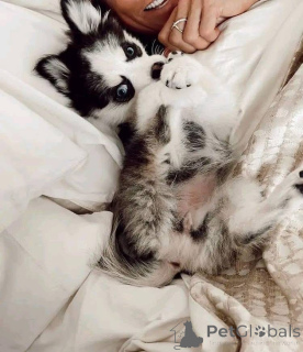 Zdjęcie №3. Gotowy do pracy!! szukam rodziny, która będzie je kochać i przyjmować jako. USA