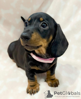 Zdjęcie №2 do zapowiedźy № 132762 na sprzedaż  jamnik - wkupić się Niemcy prywatne ogłoszenie