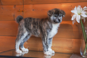 Zdjęcie №2 do zapowiedźy № 4653 na sprzedaż  akita (rasa psa) - wkupić się Federacja Rosyjska hodowca
