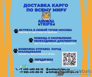 Zdjęcie №2. Usługi dostawy i transportu kotów i psów w Federacja Rosyjska. Price - negocjowane. Zapowiedź № 9386