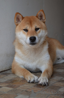 Dodatkowe zdjęcia: Shiba Inu szczeniaki