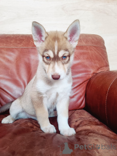 Zdjęcie №1. husky syberyjski - na sprzedaż w Odensa | negocjowane | Zapowiedź №169990