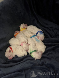 Zdjęcie №3. Rein Wunderschöne Bichon Frise-Welpen Zu Verkaufen. Niemcy