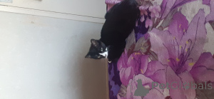 Zdjęcie №2 do zapowiedźy № 143764 na sprzedaż  kot brytyjski krótkowłosy - wkupić się Wielka Brytania prywatne ogłoszenie