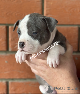Zdjęcie №2 do zapowiedźy № 146122 na sprzedaż  american bully - wkupić się Federacja Rosyjska hodowca