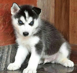 Zdjęcie №1.  - na sprzedaż w Antheia | 2317zł | Zapowiedź №161133