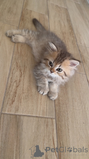 Zdjęcie №1. kot brytyjski długowłosy - na sprzedaż w Genewa | negocjowane | Zapowiedź № 147416