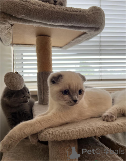 Zdjęcie №1. scottish fold - na sprzedaż w Böblingen | 1674zł | Zapowiedź № 153582