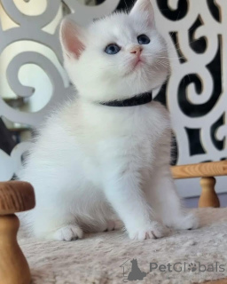 Zdjęcie №1. scottish fold - na sprzedaż w Annemasse | 3588zł | Zapowiedź № 162856