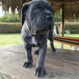 Zdjęcie №3. Majestic Cane Corso Szczenięta Lojalni opiekunowie o złotym sercu. Polska