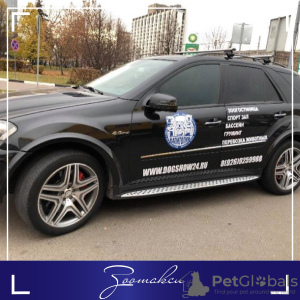 Zdjęcie №2. Usługi dostawy i transportu kotów i psów w Federacja Rosyjska. Price - negocjowane. Zapowiedź № 9358