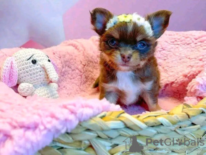 Zdjęcie №2 do zapowiedźy № 133506 na sprzedaż  chihuahua (rasa psów) - wkupić się USA prywatne ogłoszenie