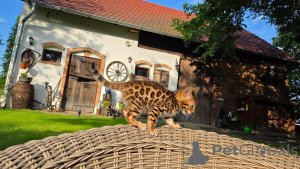 Zdjęcie №3. Oszałamiające kocięta bengalskie na sprzedaż, zdrowe, zabawne i gotowe do. Niemcy