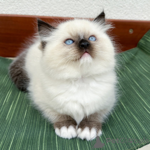 Zdjęcie №3. Sprzedam kocięta Ragdoll Puszyste, hipoalergiczne towarzysze rasy Ragdoll z. Dania