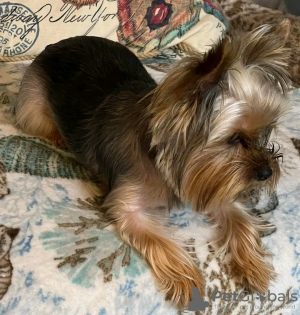 Zdjęcie №2 do zapowiedźy № 126836 na sprzedaż  yorkshire terrier - wkupić się Francja hodowca
